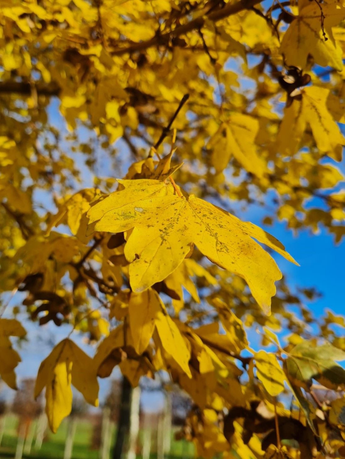 Veldesdoorn | Dakvorm
