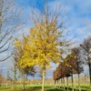Veldesdoorn | Hoogstam