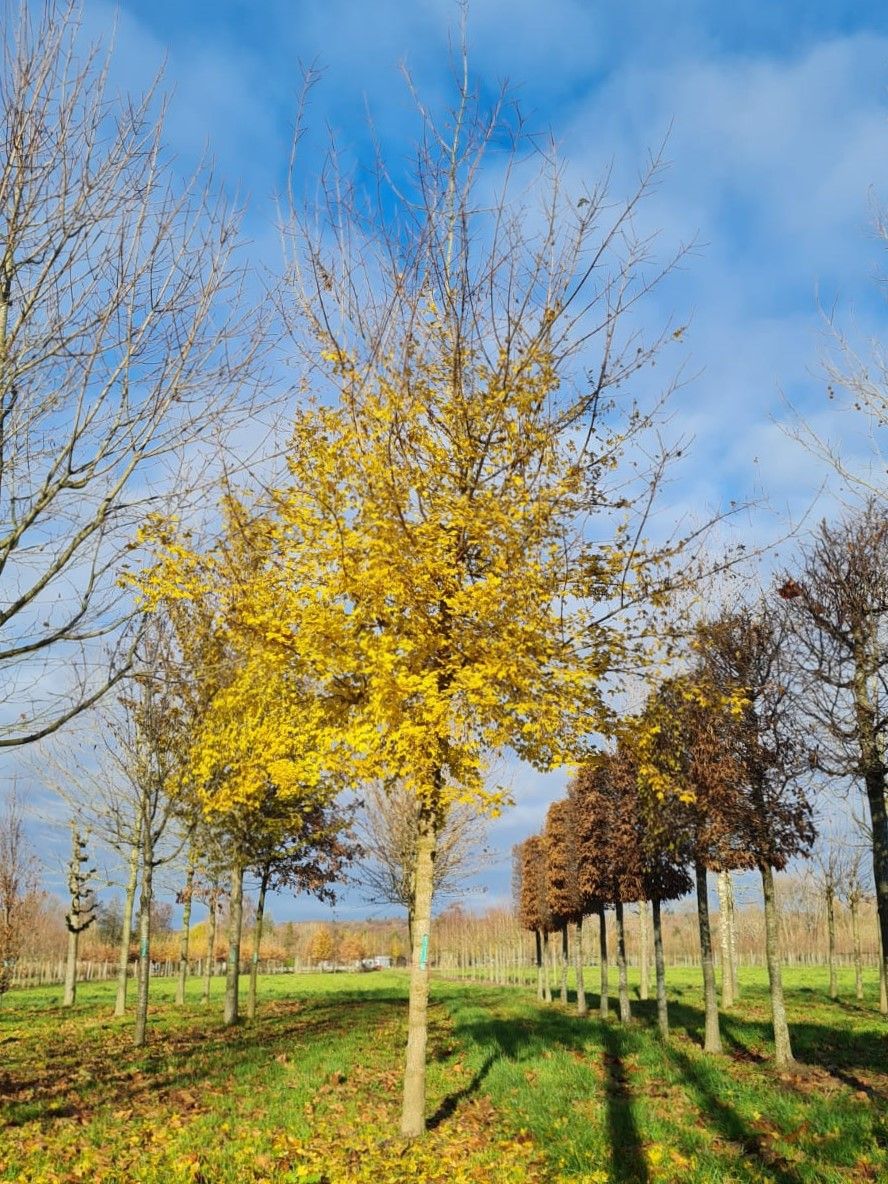 Veldesdoorn | Hoogstam