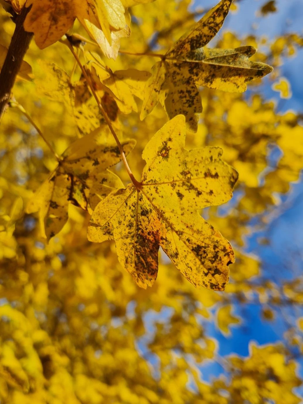 Veldesdoorn | Hoogstam