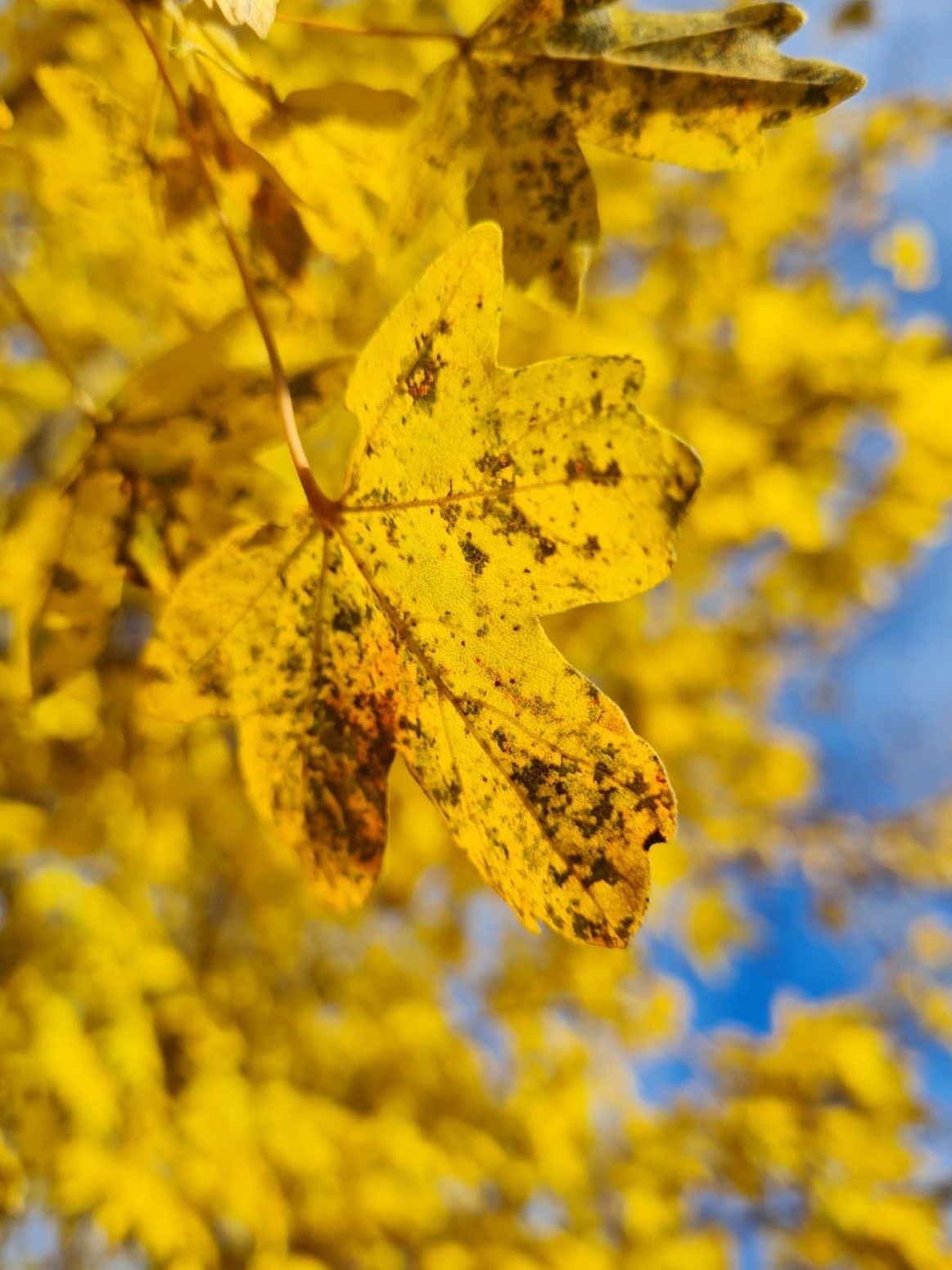 Veldesdoorn | Hoogstam