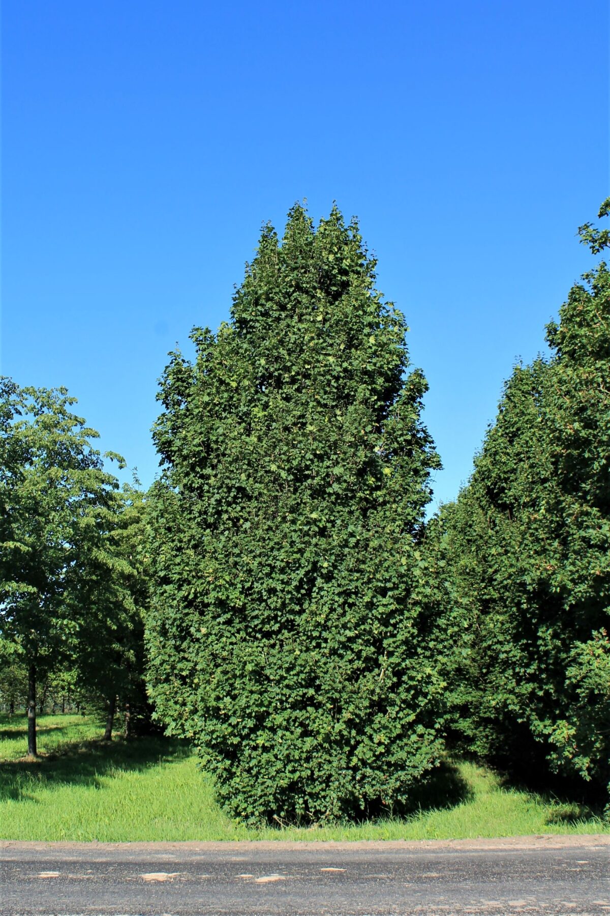 Veldesdoorn 'Lienco' | Laagstam