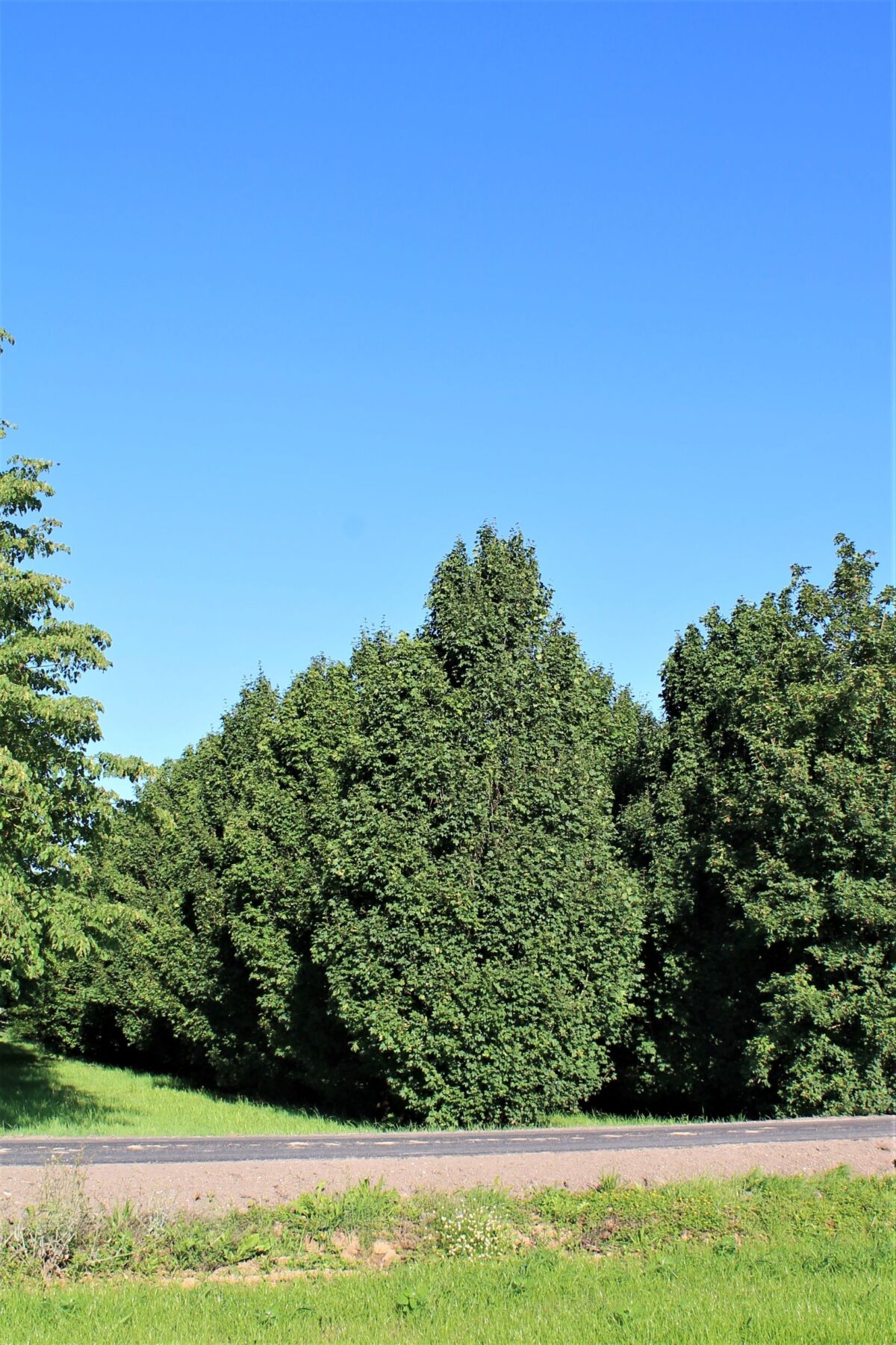 Veldesdoorn 'Lienco' | Laagstam