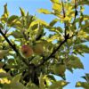 Appelboom 'Elstar' | Halfstam