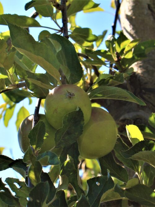 Appelboom 'James Grieve' | Halfstam