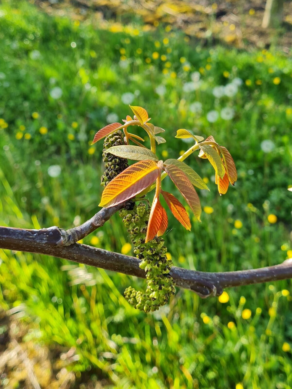 Walnotenboom | Meerstammig