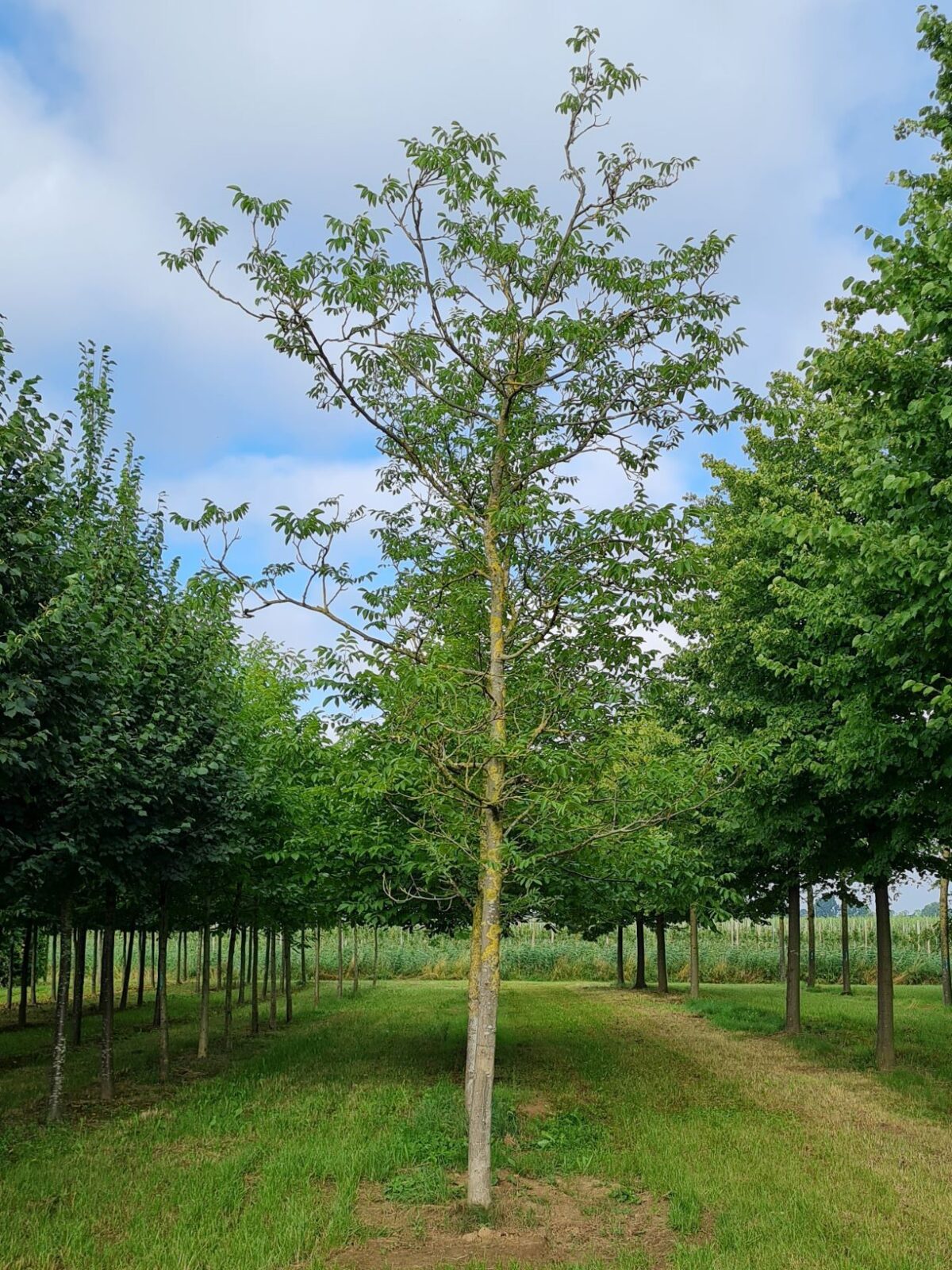 Walnotenboom | Hoogstam