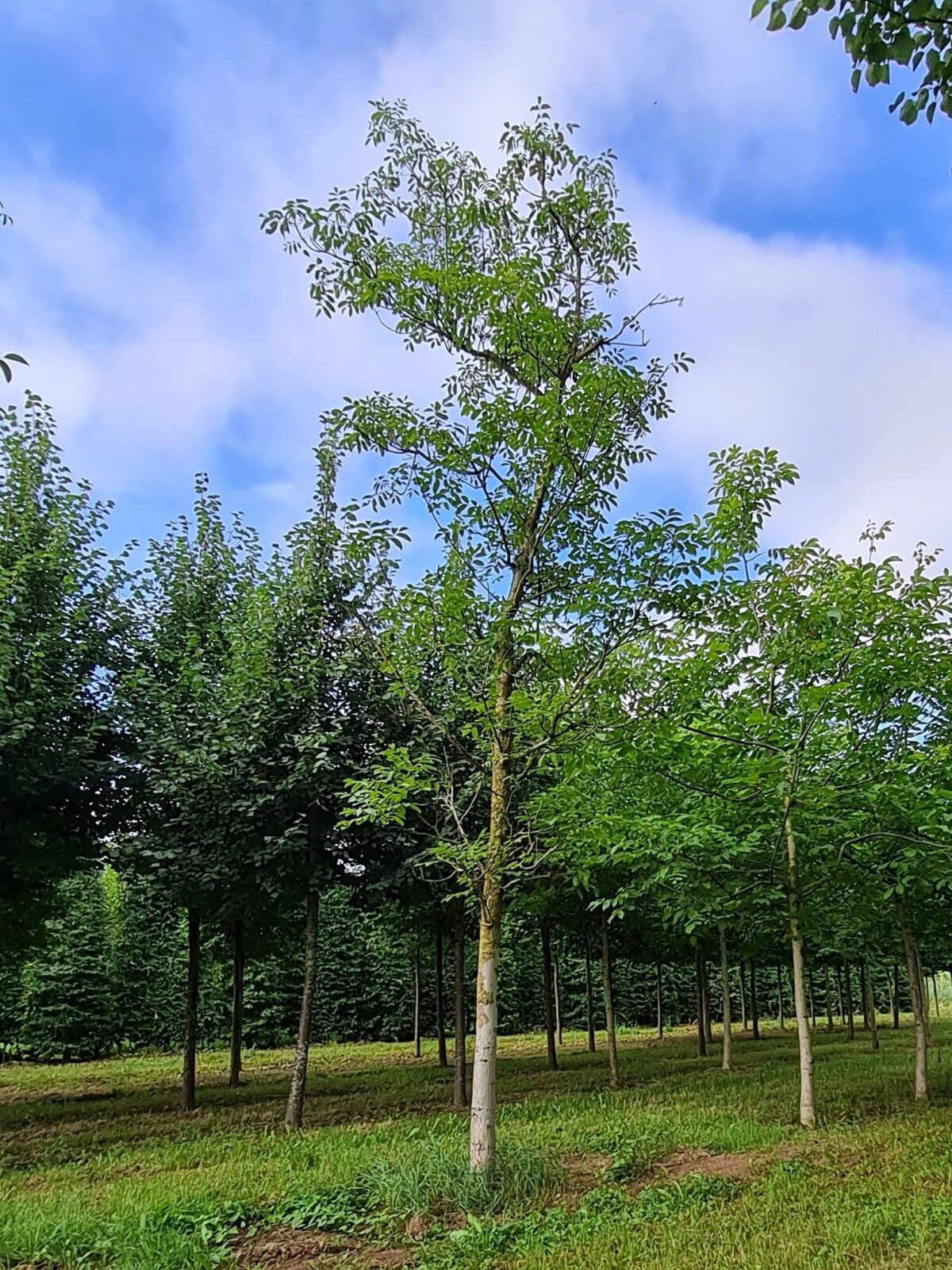 Walnotenboom | Hoogstam