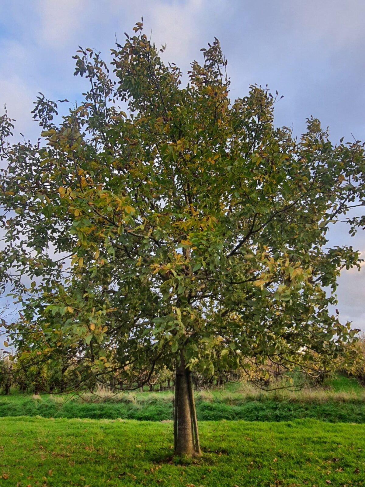 Walnotenboom | Hoogstam