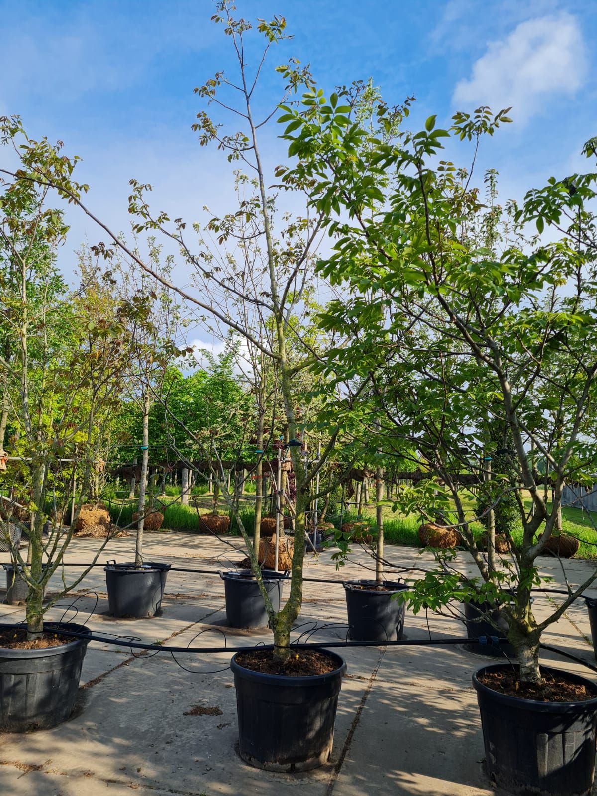 Walnotenboom | Meerstammig