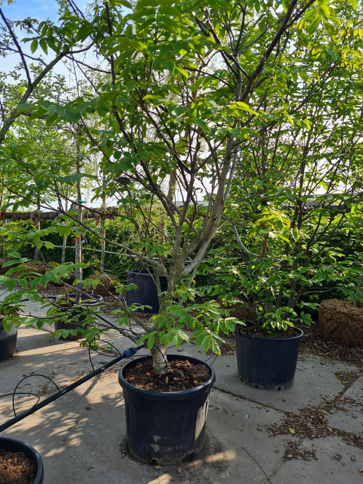 Walnotenboom | Meerstammig