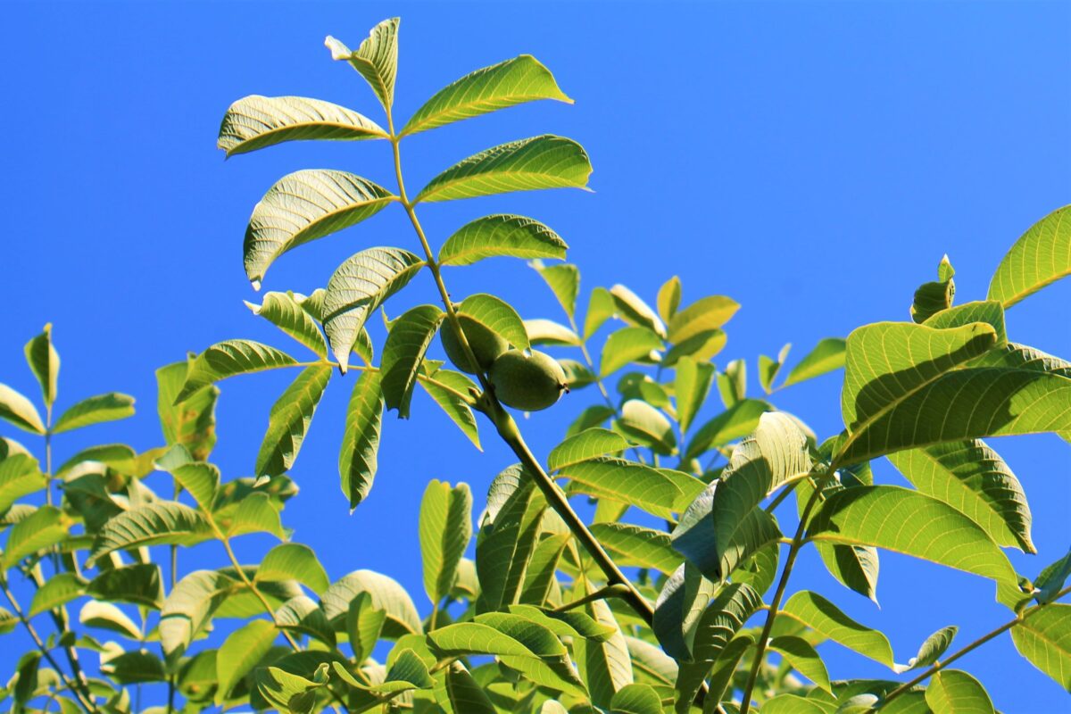 Walnotenboom | Hoogstam