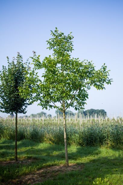 Walnotenboom | Hoogstam