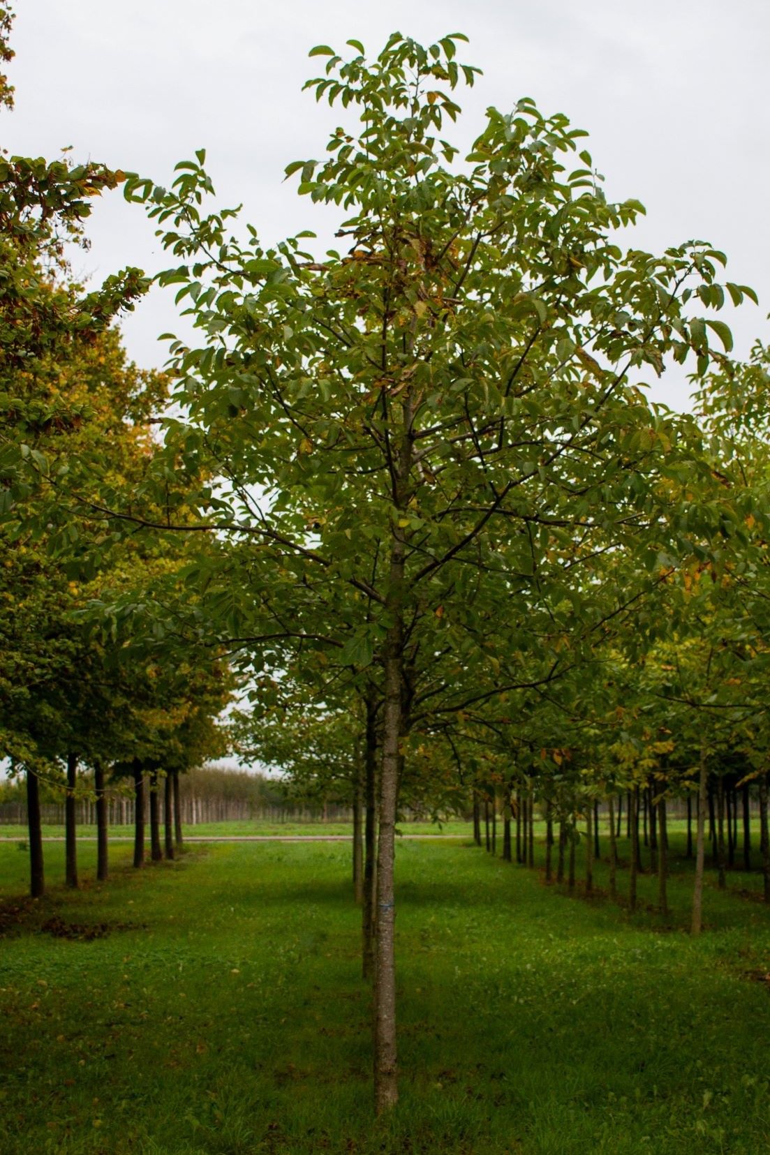 Walnotenboom | Hoogstam