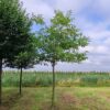 Walnotenboom | Hoogstam