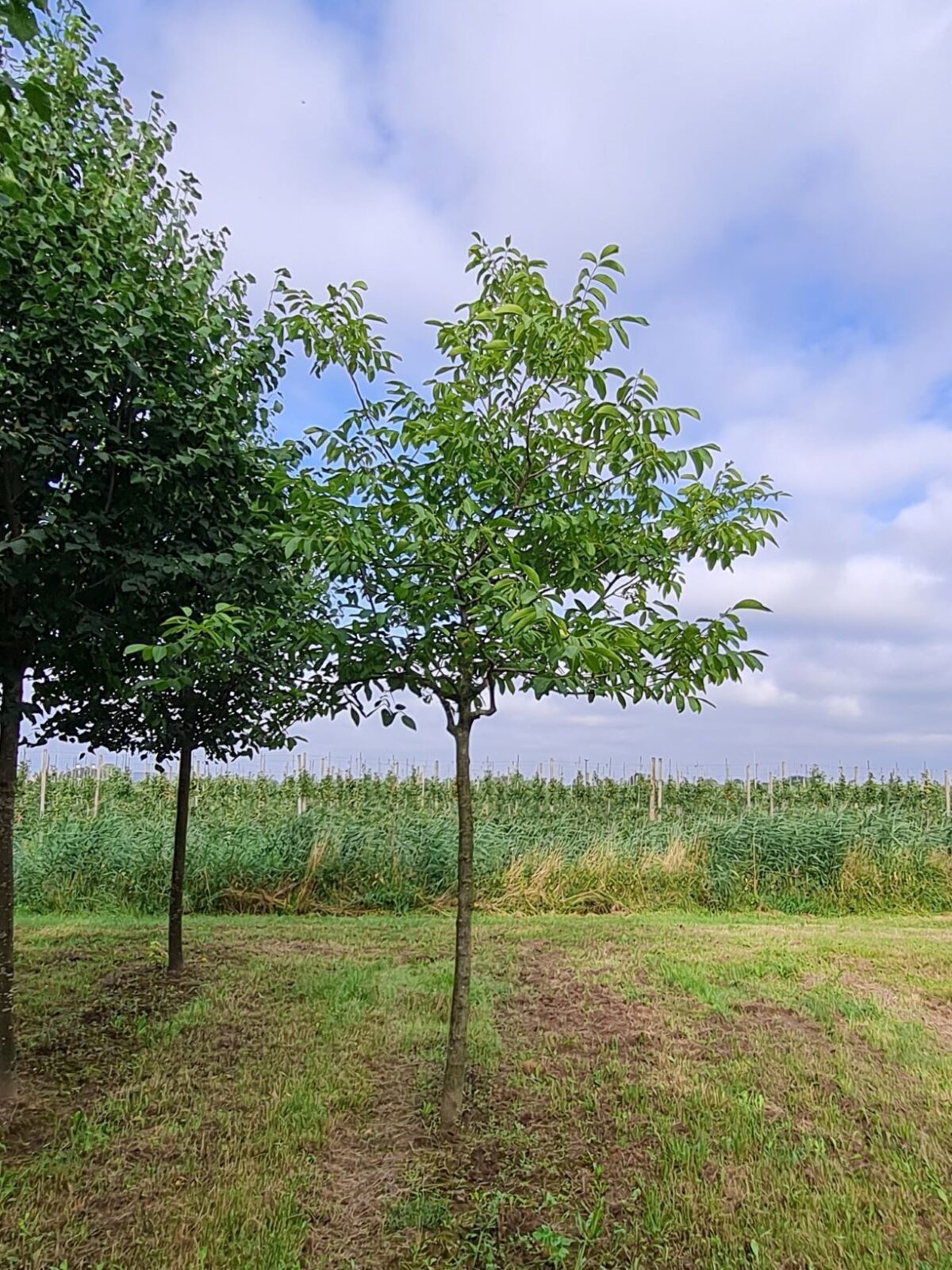 Walnotenboom | Hoogstam