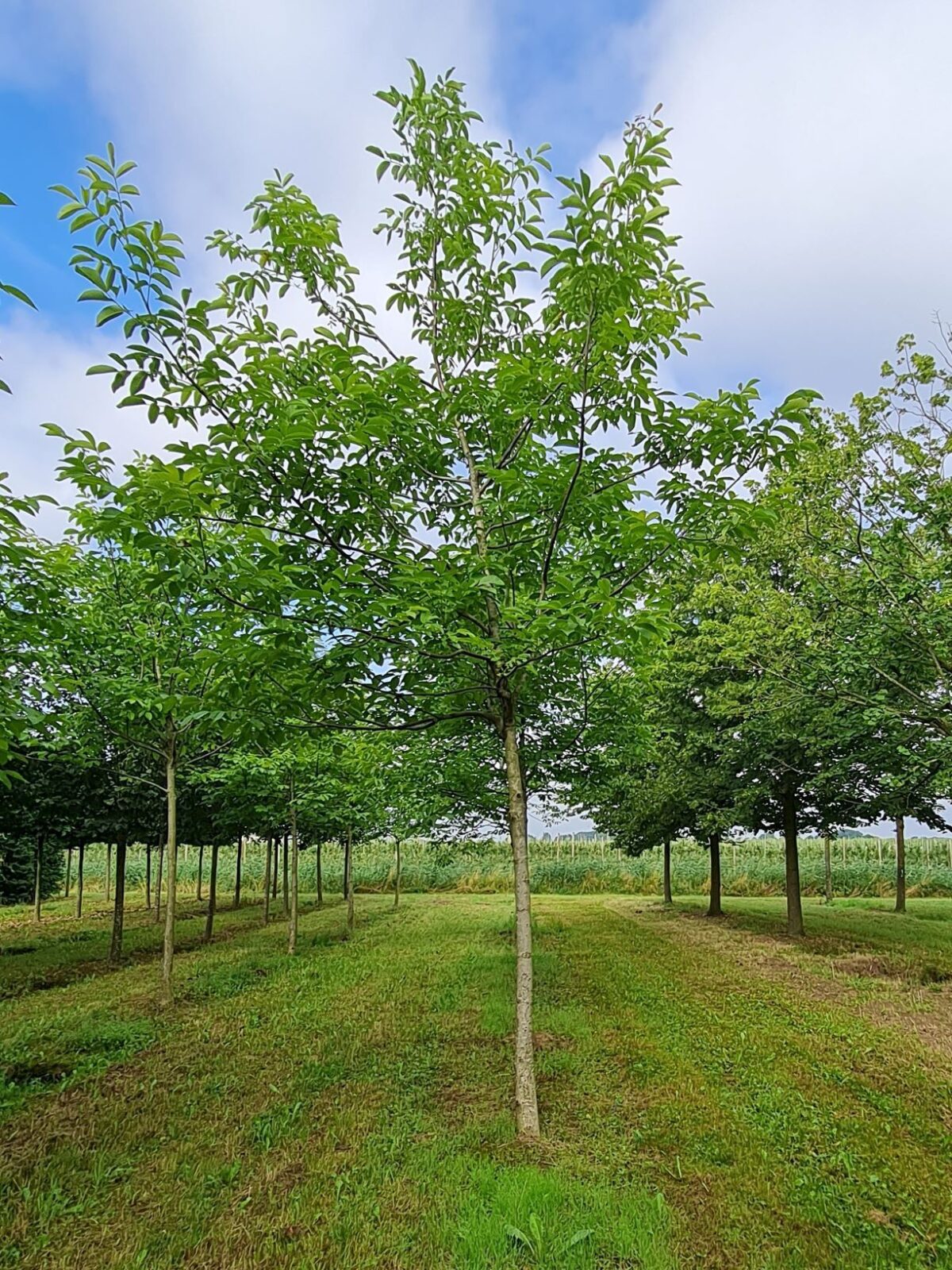 Walnotenboom | Hoogstam