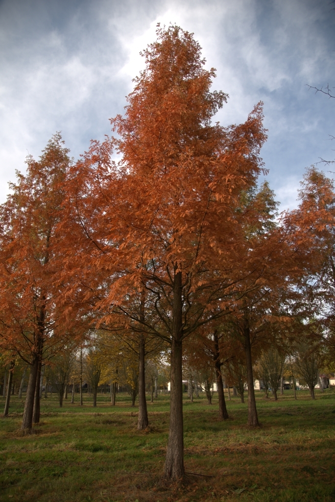 Watercipres | Hoogstam