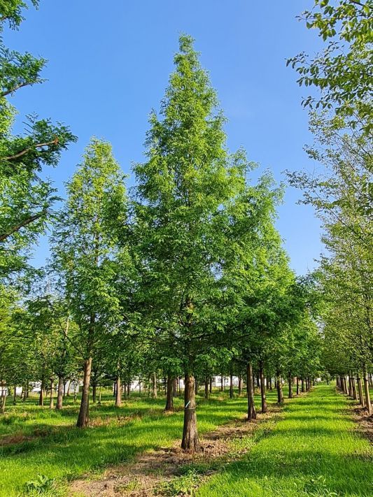 Watercipres | Hoogstam