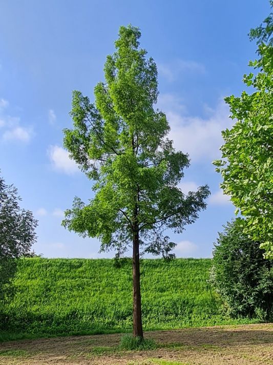 Watercipres | Hoogstam