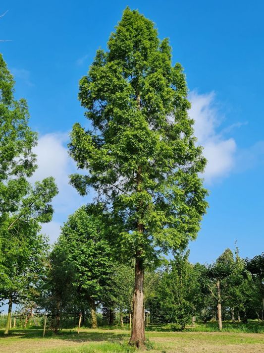 Watercipres | Hoogstam