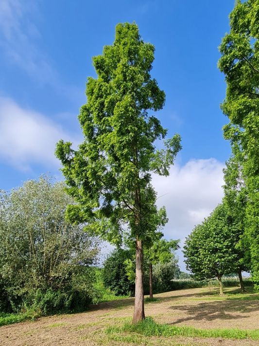 Watercipres | Hoogstam