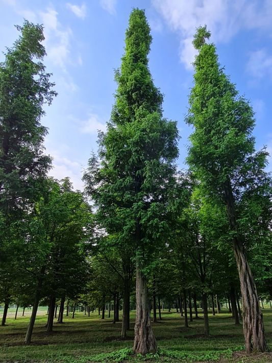 Watercipres | Hoogstam