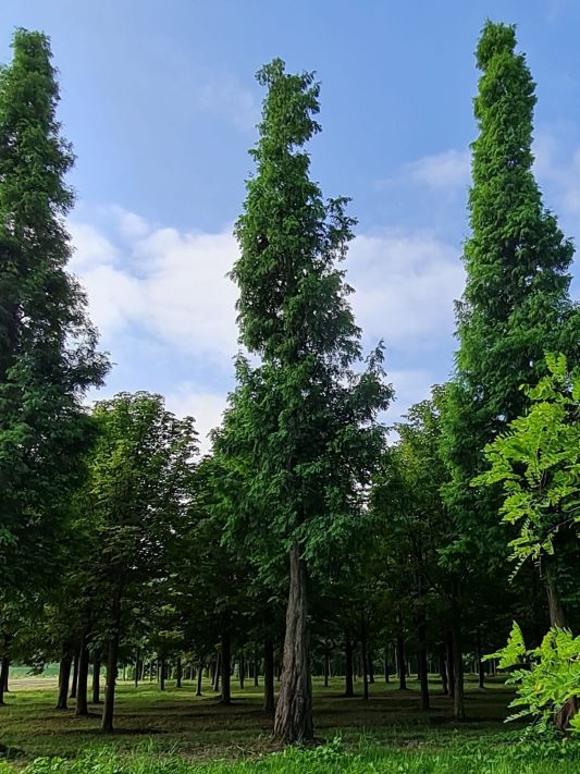 Watercipres | Hoogstam