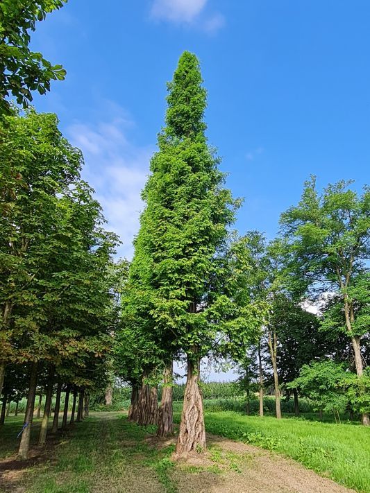 Watercipres | Hoogstam