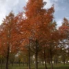 Watercipres | Hoogstam