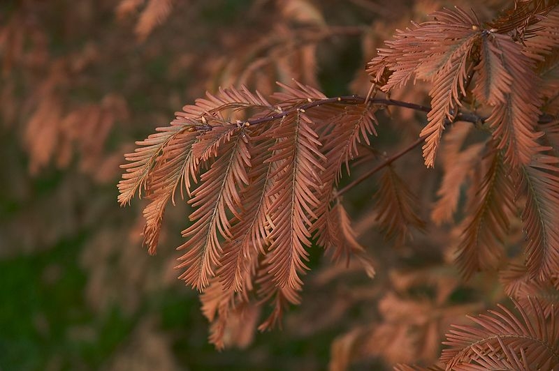 Watercipres | Hoogstam