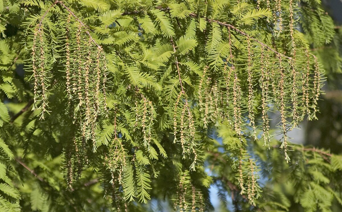 Watercipres | Hoogstam