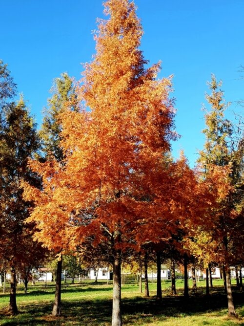 Watercipres | Hoogstam