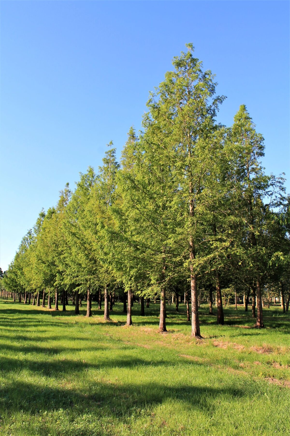 Watercipres | Hoogstam