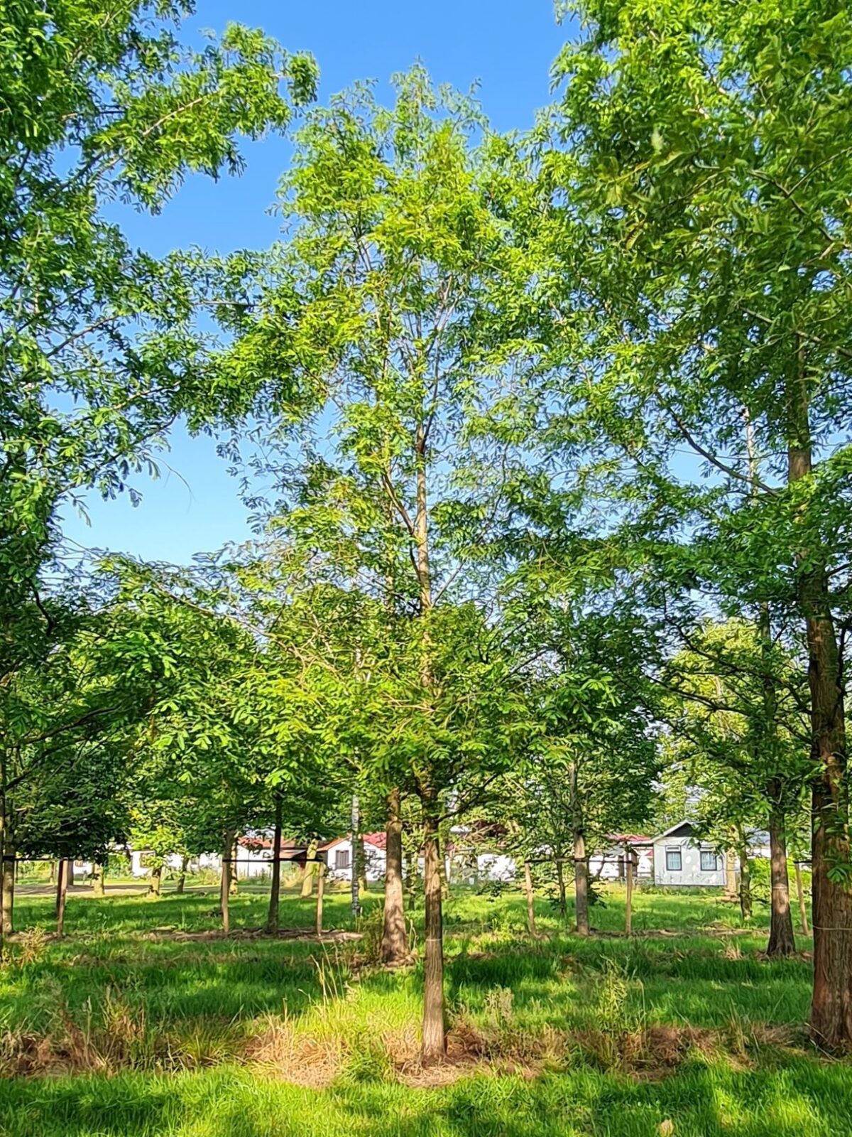 Watercipres | Hoogstam