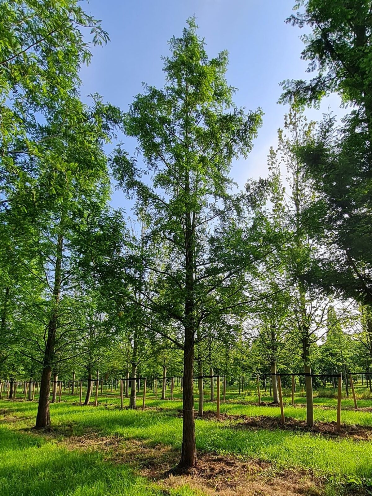 Watercipres | Hoogstam