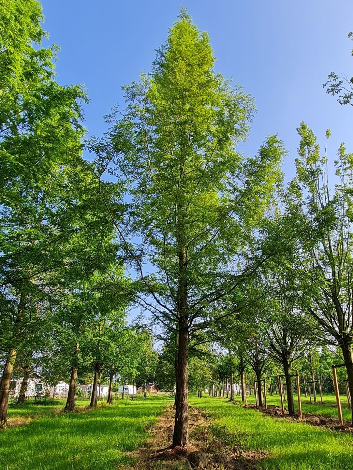 Watercipres | Hoogstam