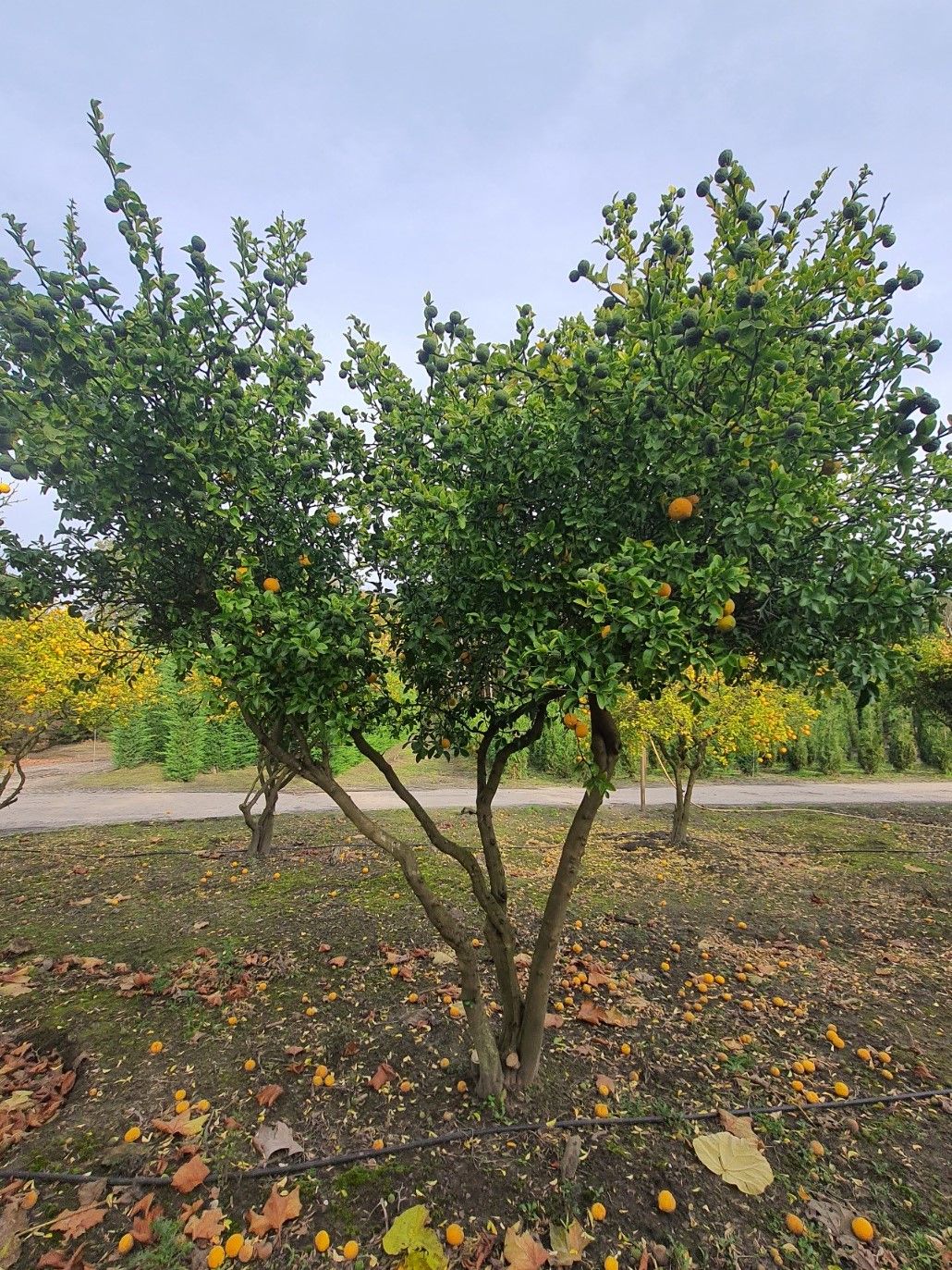 Wilde citroen | Meerstammig