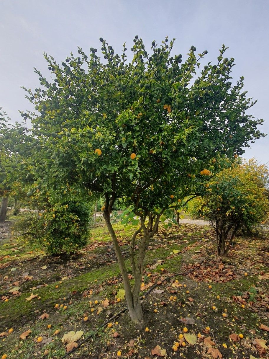 Wilde citroen | Meerstammig