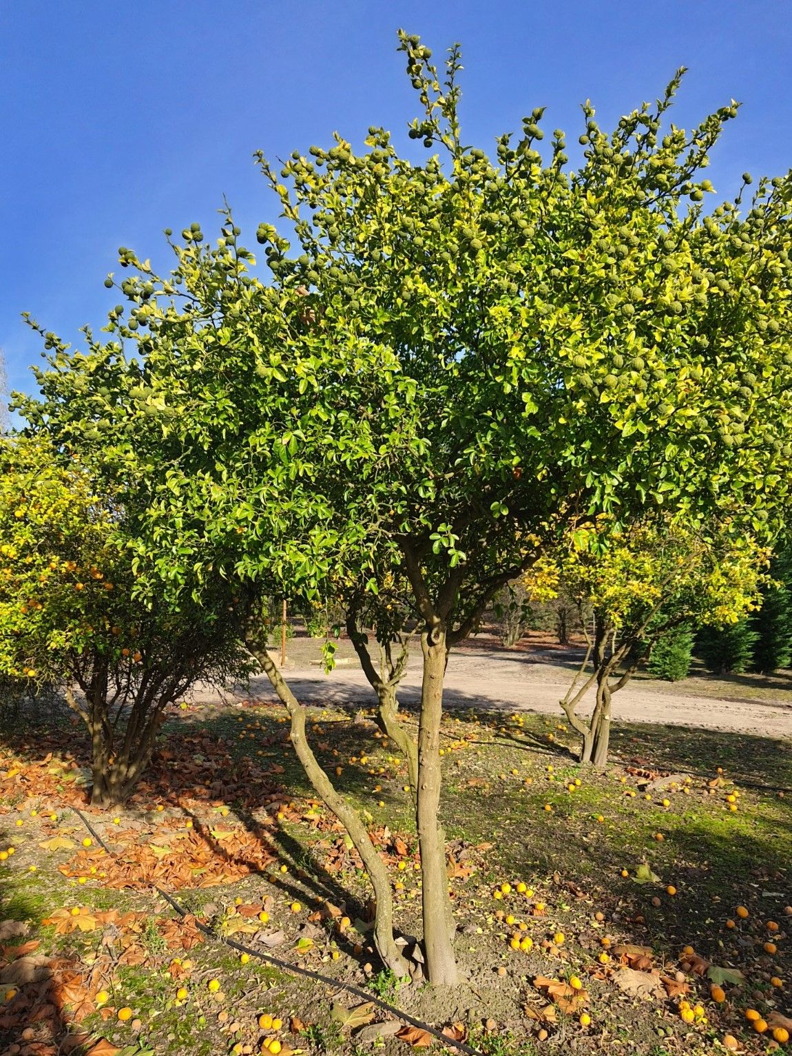 Wilde citroen | Meerstammig