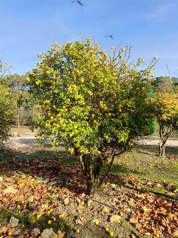 Wilde citroen | Meerstammig