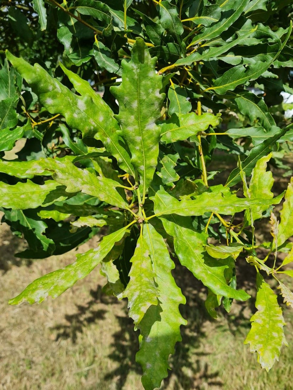 Oostenrijkse Eik | Hoogstam
