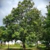 Oostenrijkse Eik | Hoogstam