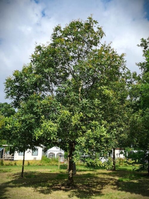 Oostenrijkse Eik | Hoogstam