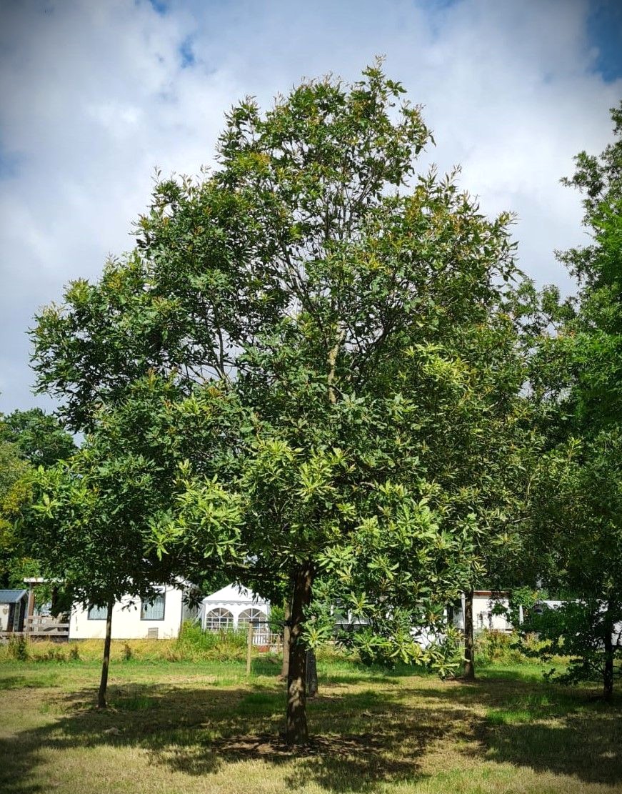 Oostenrijkse Eik | Hoogstam