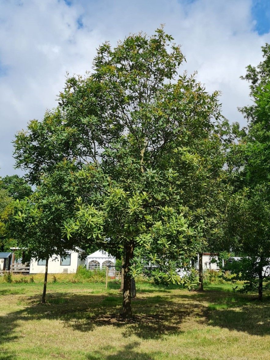 Oostenrijkse Eik | Hoogstam