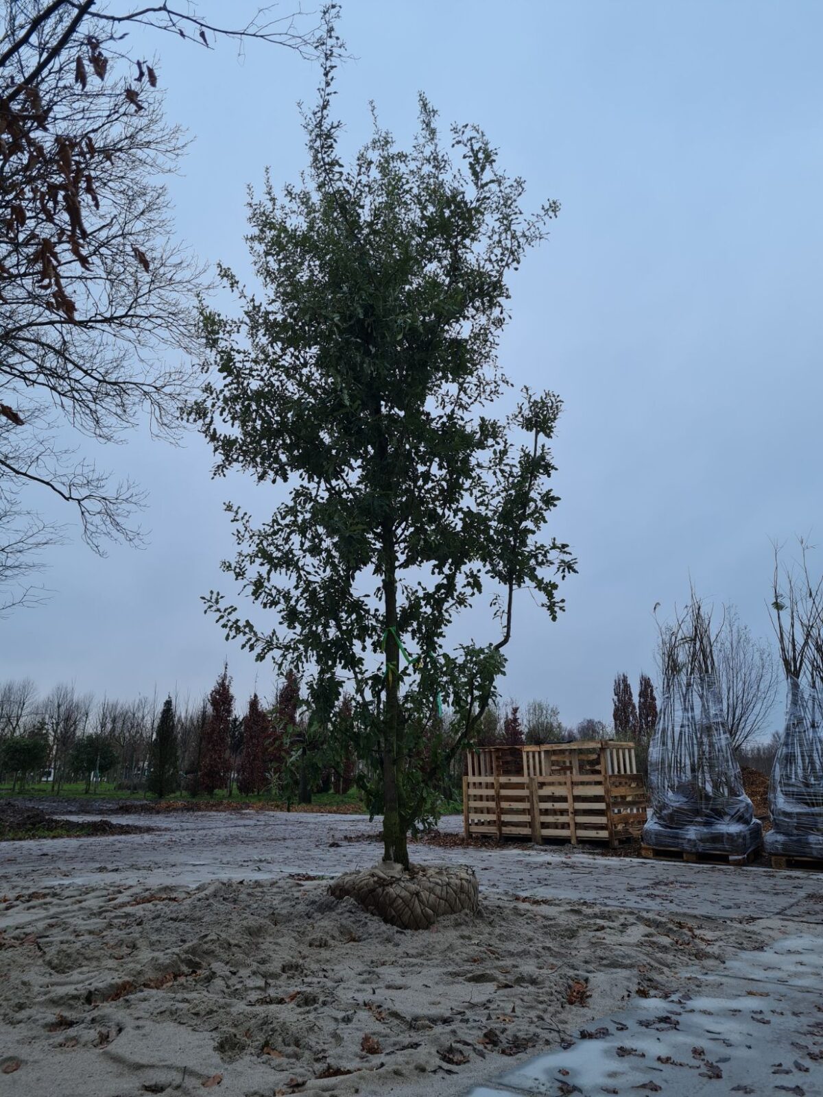 Spaanse eik 'Diversifolia' | Meerstammig