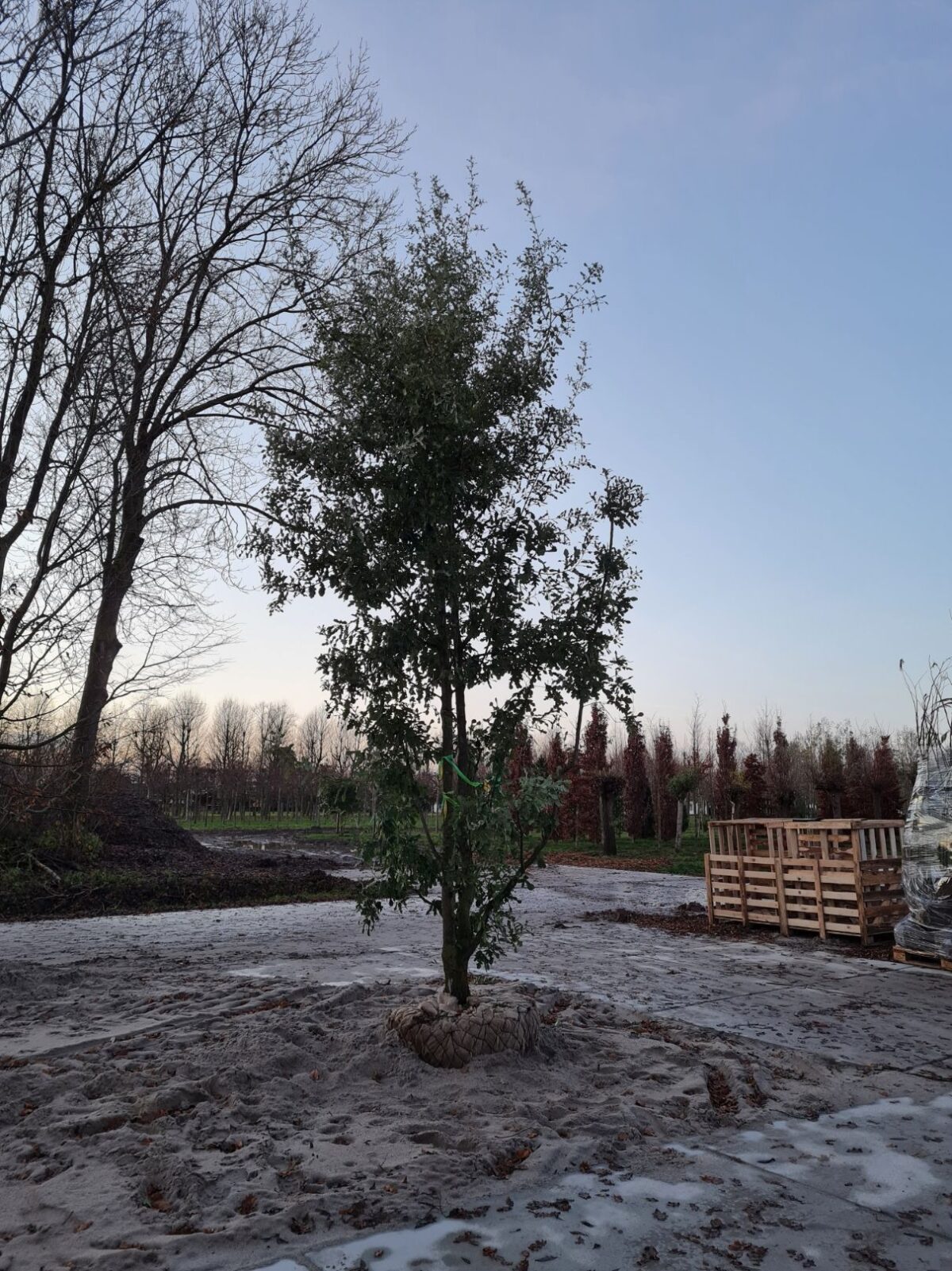 Spaanse eik 'Diversifolia' | Meerstammig