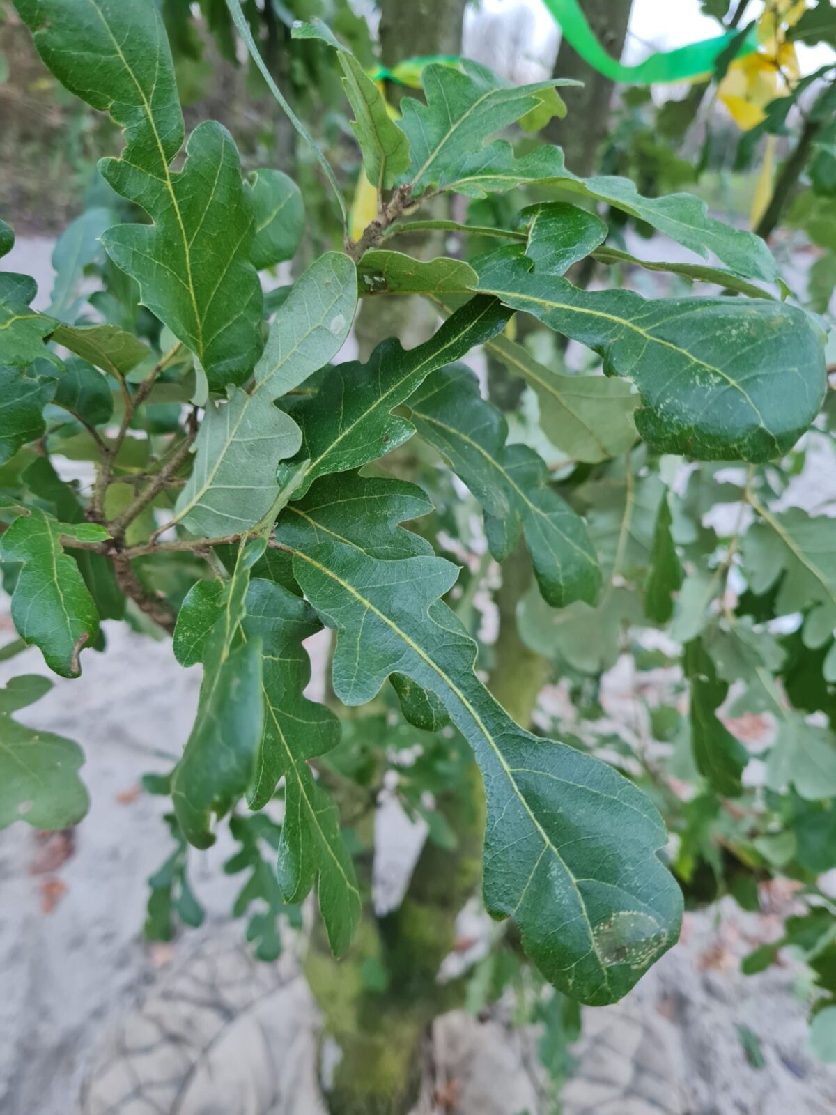 Spaanse eik 'Diversifolia' | Meerstammig