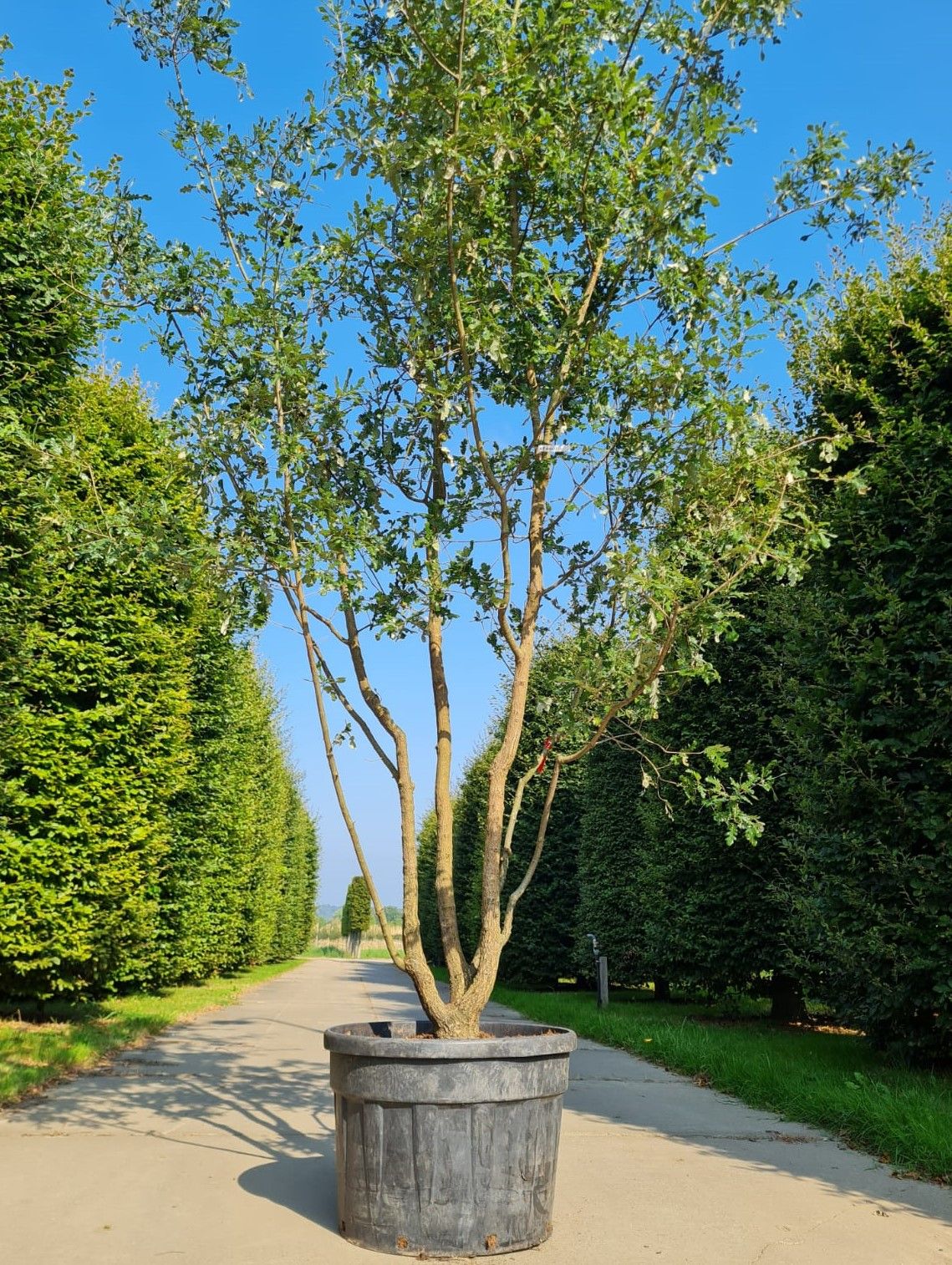 Spaanse eik 'Diversifolia' | Meerstammig